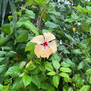 Meet your Posher, Leila